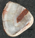 Agate, the Stone of Procyon
