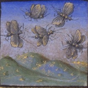Medieval Bugs