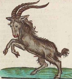 Capricorn