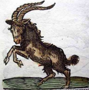 Capricorn