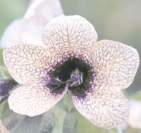 Henbane