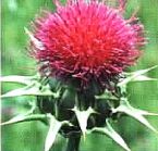 Milky Thistle