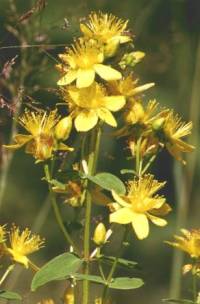 St. John's Wort