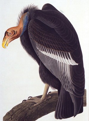 Audubon Vulture