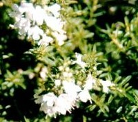 winter savory